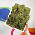 Carpet Moss (Living) - Hypnum cupressiforme - Terrarium Supplies - Sprouts of Bristol