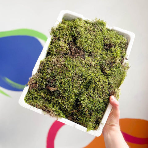 Carpet Moss (Living) - Hypnum cupressiforme - Terrarium Supplies - Sprouts of Bristol