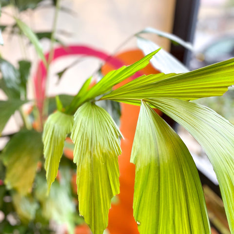 Caryota mitis - Fishtail Palm - Sprouts of Bristol