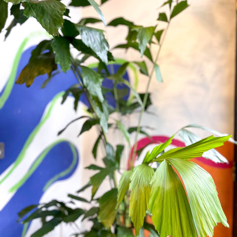 Caryota mitis - Fishtail Palm - Sprouts of Bristol