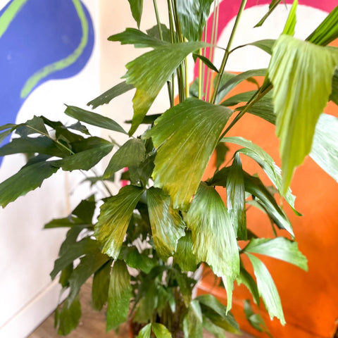 Caryota mitis - Fishtail Palm - Sprouts of Bristol