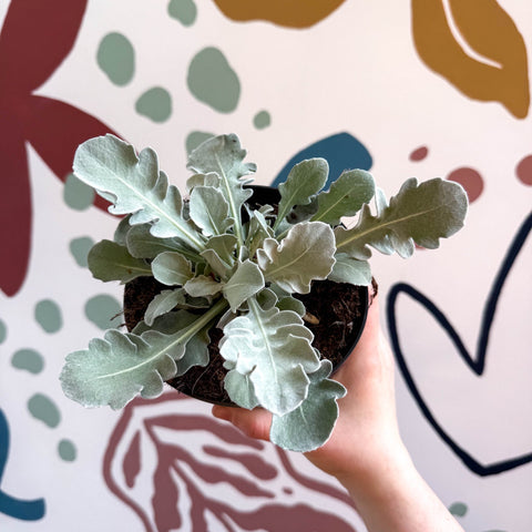 Centaurea ragusina 'Snowy Owl' - British Grown Herbaceous Perennial - Sprouts of Bristol