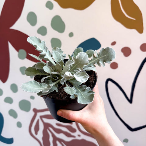 Centaurea ragusina 'Snowy Owl' - British Grown Herbaceous Perennial - Sprouts of Bristol