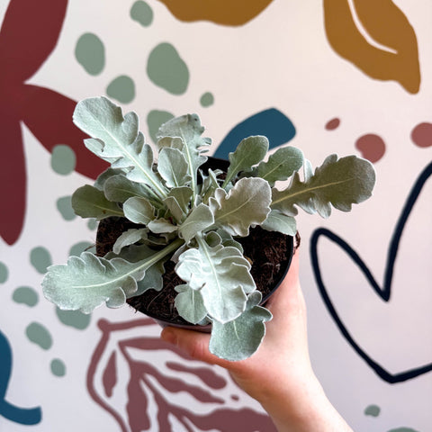 Centaurea ragusina 'Snowy Owl' - British Grown Herbaceous Perennial - Sprouts of Bristol