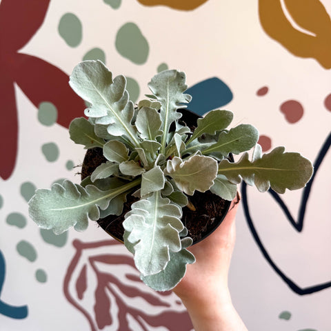 Centaurea ragusina 'Snowy Owl' - British Grown Herbaceous Perennial - Sprouts of Bristol