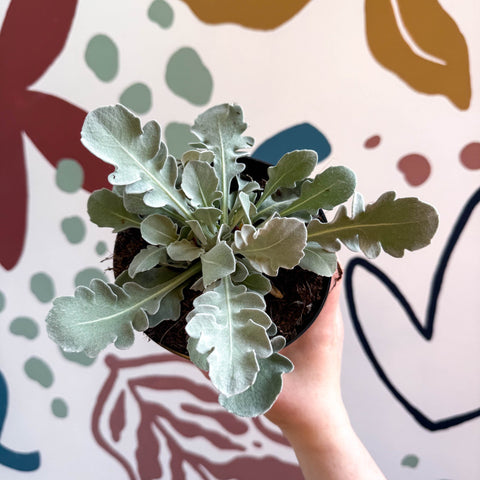 Centaurea ragusina 'Snowy Owl' - British Grown Herbaceous Perennial - Sprouts of Bristol