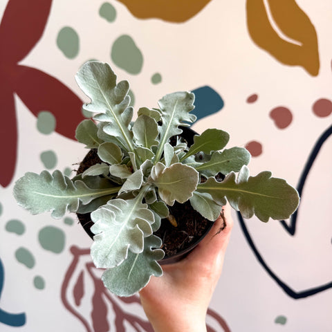 Centaurea ragusina 'Snowy Owl' - British Grown Herbaceous Perennial - Sprouts of Bristol