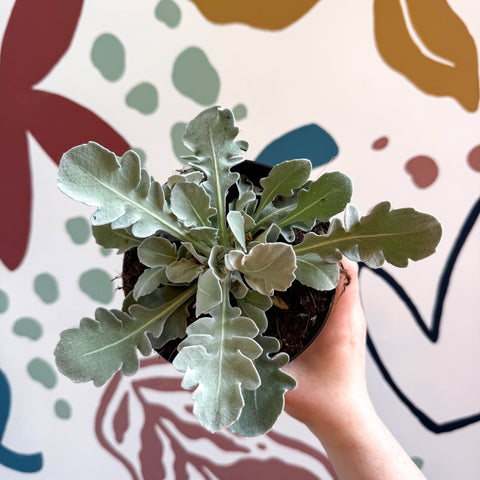 Centaurea ragusina 'Snowy Owl' - British Grown Herbaceous Perennial - Sprouts of Bristol