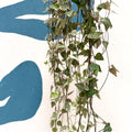 Ceropegia woodii 'Merel' - String of Hearts - Sprouts of Bristol