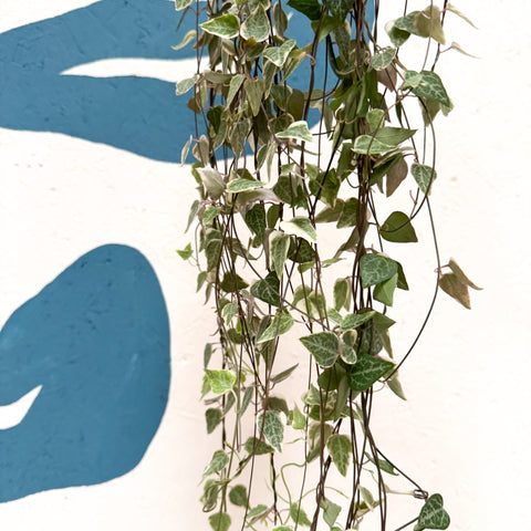 Ceropegia woodii 'Merel' - String of Hearts - Sprouts of Bristol