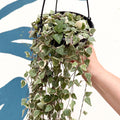 Ceropegia woodii 'Merel' - String of Hearts - Sprouts of Bristol