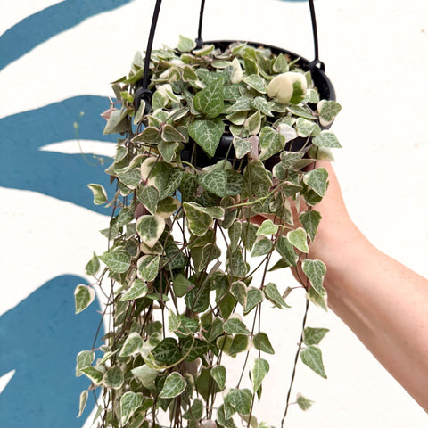 Ceropegia woodii 'Merel' - String of Hearts - Sprouts of Bristol