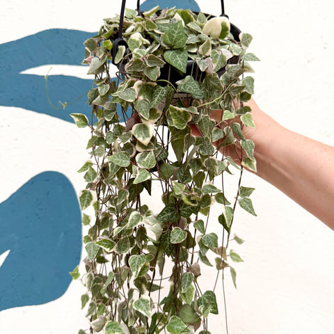 Ceropegia woodii 'Merel' - String of Hearts - Sprouts of Bristol