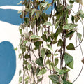 Ceropegia woodii 'Merel' - String of Hearts - Sprouts of Bristol