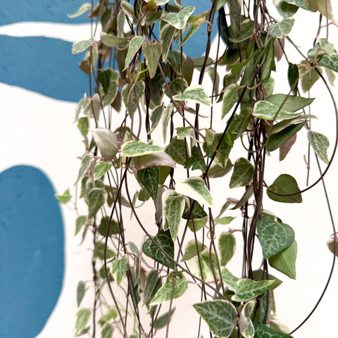 Ceropegia woodii 'Merel' - String of Hearts - Sprouts of Bristol