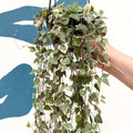 Ceropegia woodii 'Merel' - String of Hearts - Sprouts of Bristol