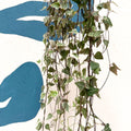 Ceropegia woodii 'Merel' - String of Hearts - Sprouts of Bristol
