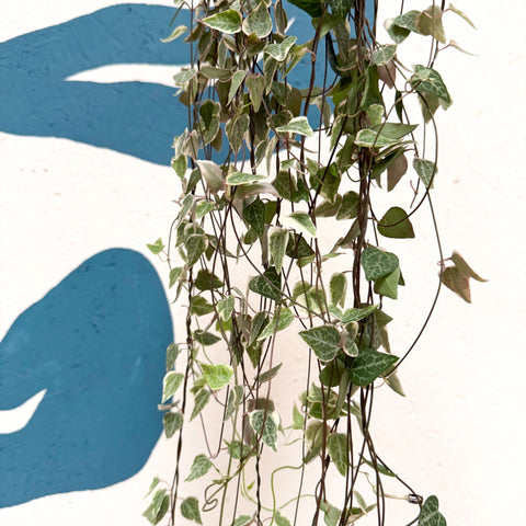 Ceropegia woodii 'Merel' - String of Hearts - Sprouts of Bristol