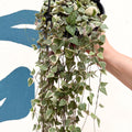 Ceropegia woodii 'Merel' - String of Hearts - Sprouts of Bristol