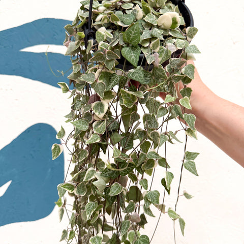 Ceropegia woodii 'Merel' - String of Hearts - Sprouts of Bristol