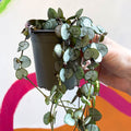 Ceropegia woodii 'Silver Glory' - String of Hearts - Sprouts of Bristol
