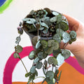 Ceropegia woodii 'Silver Glory' - String of Hearts - Sprouts of Bristol