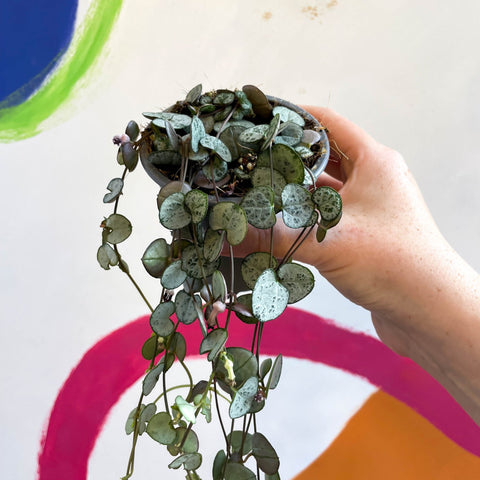 Ceropegia woodii 'Silver Glory' - String of Hearts - Sprouts of Bristol