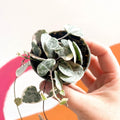 Ceropegia woodii variegata - Variegated String of Hearts - Sprouts of Bristol