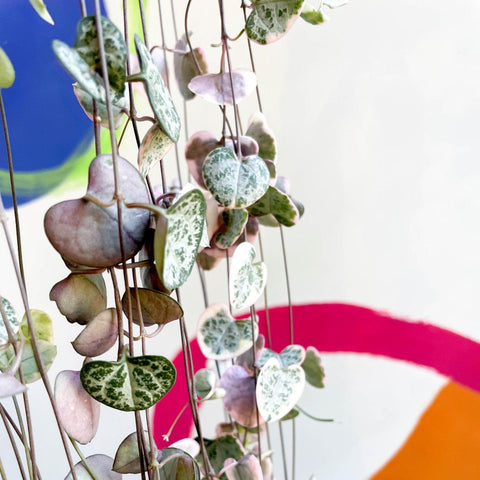 Ceropegia woodii variegata - Variegated String of Hearts - Sprouts of Bristol