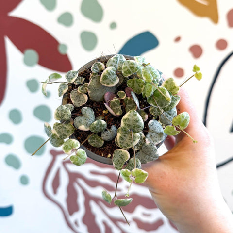 Ceropegia woodii variegata - Variegated String of Hearts - Sprouts of Bristol