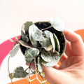 Ceropegia woodii variegata - Variegated String of Hearts - Sprouts of Bristol