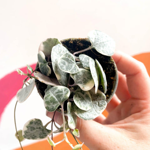 Ceropegia woodii variegata - Variegated String of Hearts - Sprouts of Bristol