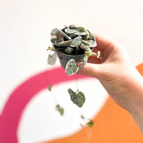 Ceropegia woodii variegata - Variegated String of Hearts - Sprouts of Bristol