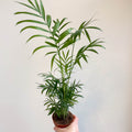 Chamaedorea elegans - Parlour Palm - Sprouts of Bristol