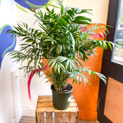 parlor palm uk Chamaedorea elegans