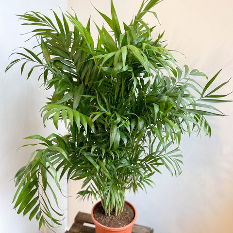 planta parlor palm Palmera de salón