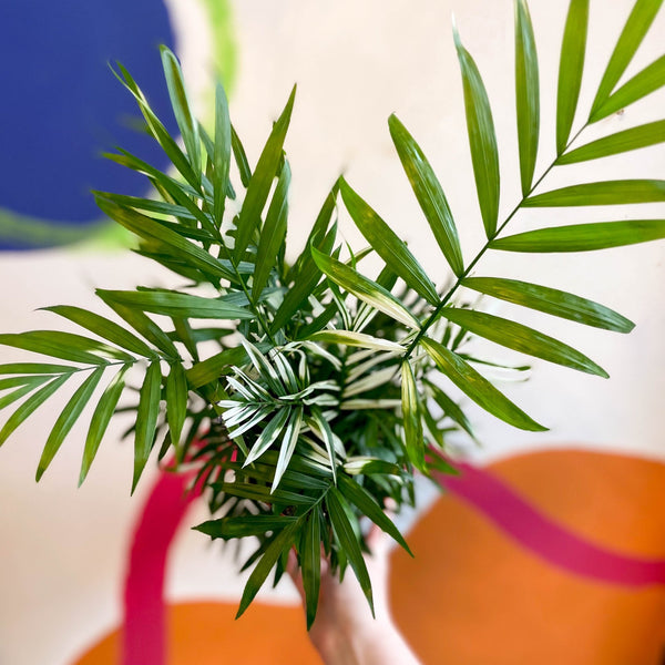 parlor palm weird growth Chamaedorea elegans variegata