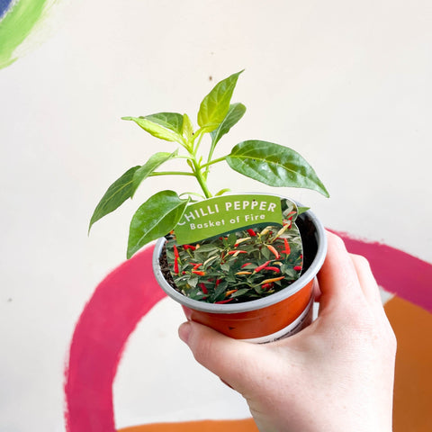 Chilli Pepper - Capsicum annuum 'Basket of Fire' - British Grown - Sprouts of Bristol