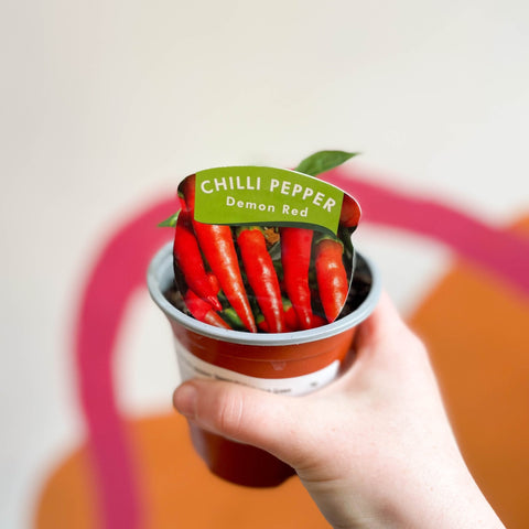 Chilli Pepper - Capsicum annuum 'Demon Red' - British Grown - Sprouts of Bristol