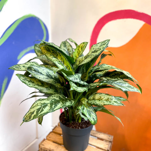 aglaonema commutatum chinese evergreen Aglaonema commutatum 'Maria'