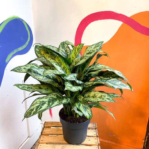 aglaonema maria chinese evergreen Aglaonema commutatum 'Maria'