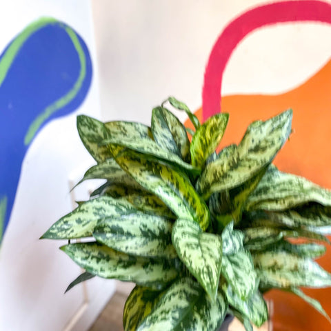 chinese evergreen aglaonema commutatum Aglaonema commutatum 'Maria'
