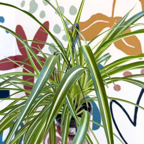 Chlorophytum comosum 'Variegatum' - Spider Plant - Sprouts of Bristol