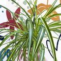 Chlorophytum comosum 'Variegatum' - Spider Plant - Sprouts of Bristol