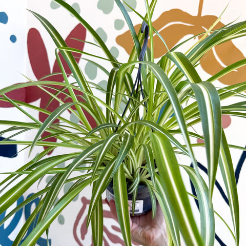 Chlorophytum comosum 'Variegatum' - Spider Plant - Sprouts of Bristol