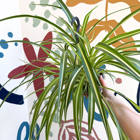Chlorophytum comosum 'Variegatum' - Spider Plant - Sprouts of Bristol
