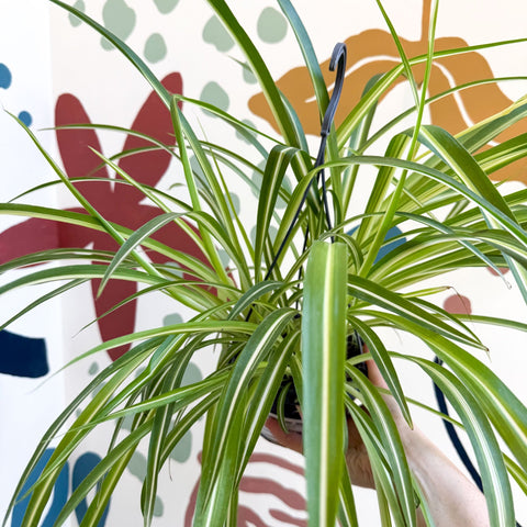 Chlorophytum comosum 'Variegatum' - Spider Plant - Sprouts of Bristol