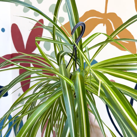 spider plants for sale uk Chlorophytum comosum 'Variegatum'
