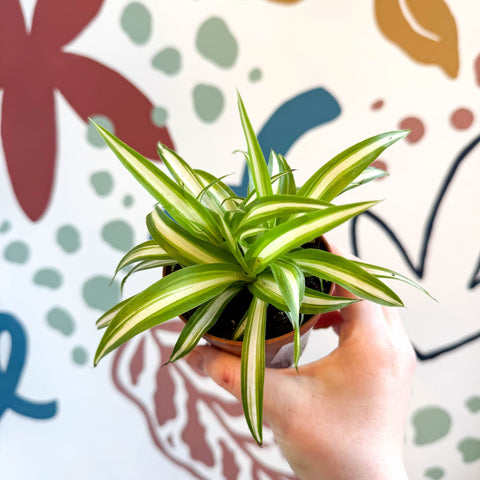 spider plant uk Chlorophytum comosum 'Variegatum'