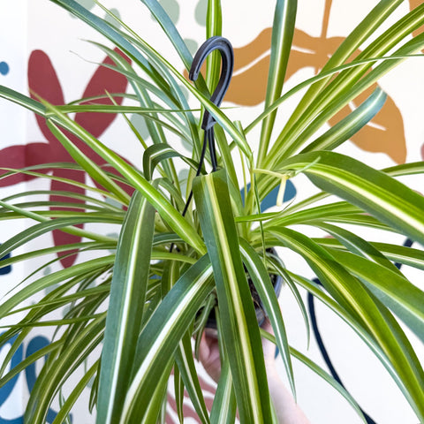 Chlorophytum comosum 'Variegatum' - Spider Plant - Sprouts of Bristol